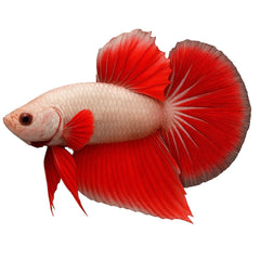 Collection image for: Betta Food