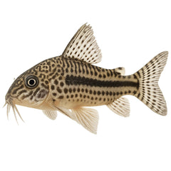 Collection image for: Bottom Feeder Food