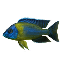 Collection image for: Cichlid Food