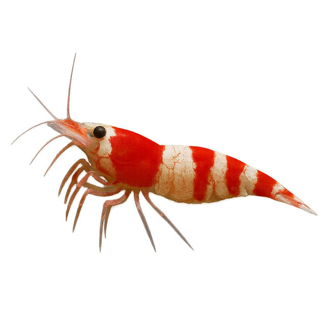 Coral and Shrimp Food