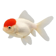 Collection image for: Goldfish Food