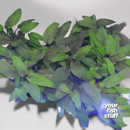 Cryptocoryne Wendtii 'Tropica'