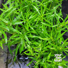 Pogostemon Stellatus Octopus Live Aquarium Plant