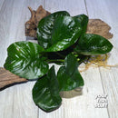 Anubias barteri 'Butterfly' Live Aquarium Plants