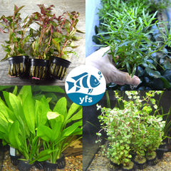 Collection image for: Plant Bundles