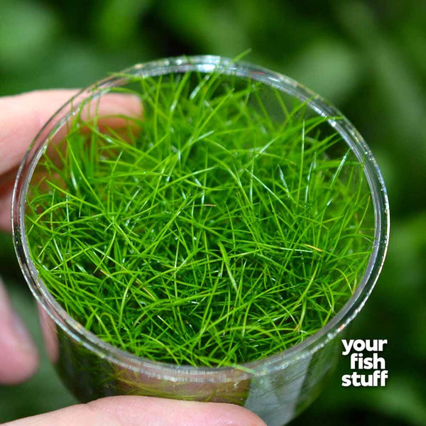 Dwarf Hairgrass Eleocharis parvulus mini Tissue Culture