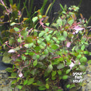 Ludwigia sp. Super Red Mini