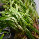 Cryptocoryne balansae