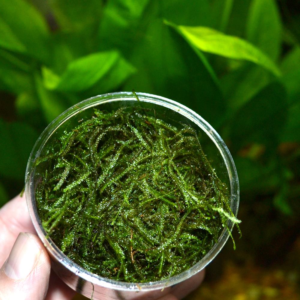 Java Moss: Care & How to Plant and Grow
