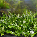 Microsorum pteropus Java Fern 'Petite'