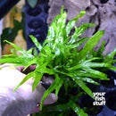 Microsorum pteropus Java Fern 'Trident'
