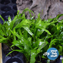 Microsorum pteropus Java Fern 'Trident'