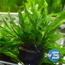 Java Fern Trident