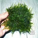 Java Moss (Vesicularia Dubyana) on Mat