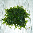 Java Moss (Vesicularia Dubyana) on Mat