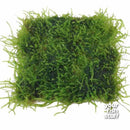 Java Moss on Mat