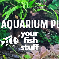 Collection image for: Live Aquarium Plants