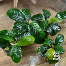 Anubias coffeefolia