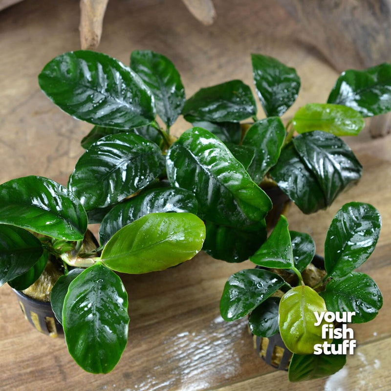 Anubias coffeefolia