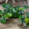 Anubias coffeefolia