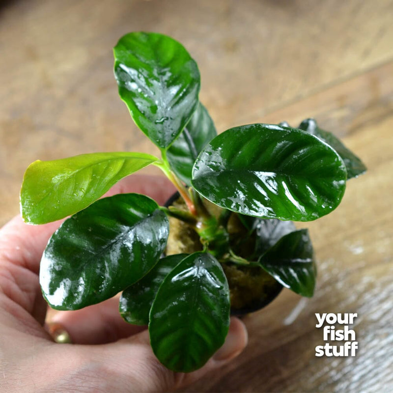 Anubias coffeefolia