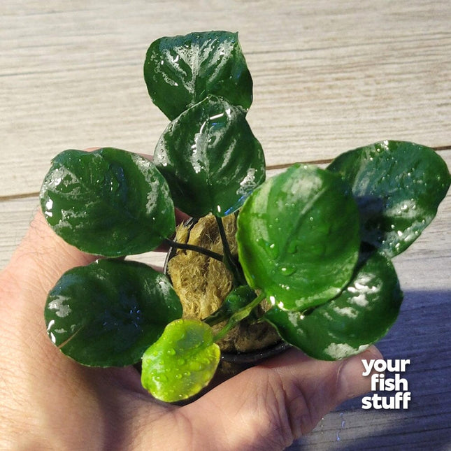Anubias barteri 'Golden Round Coin' Live Aquarium Plants