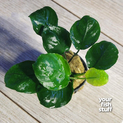 Anubias barteri 'Golden Round Coin' Live Aquarium Plants