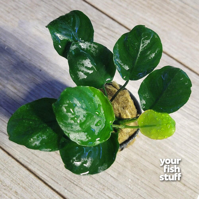 Anubias barteri 'Golden Round Coin' Live Aquarium Plants