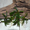 Bucephalandra  catherine