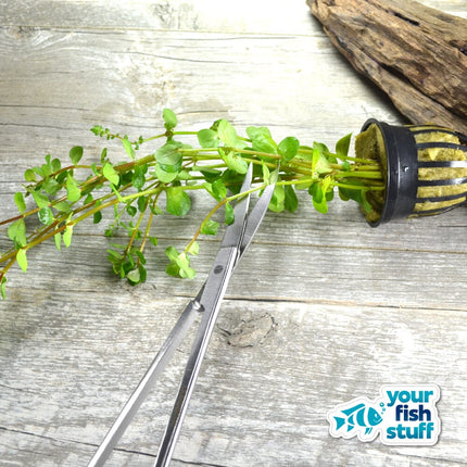 10-inch curved stainless steel aquascaping scissors for precise aquarium plant trimming
