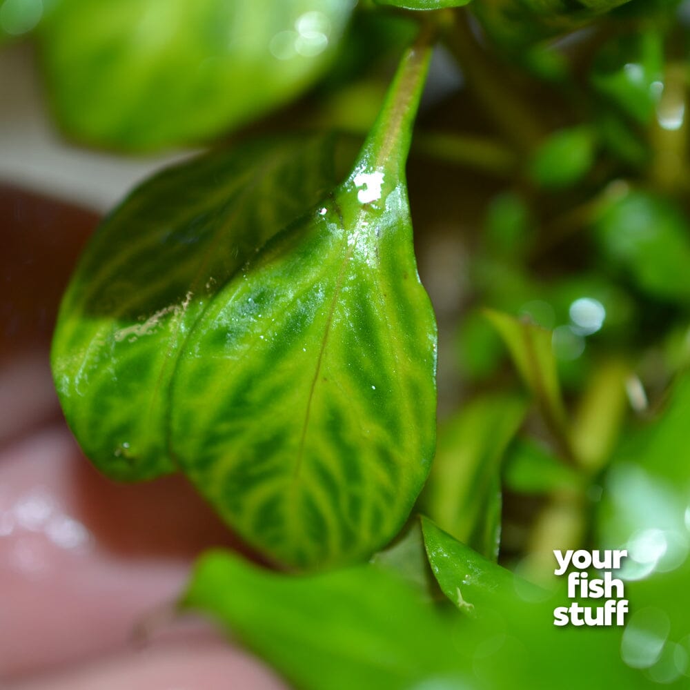 thumbnail image 2 of Finest-Filters Green Silk Ludwigia Plant – Aquarium Decoration Ornament Various Sizes 2 of 5