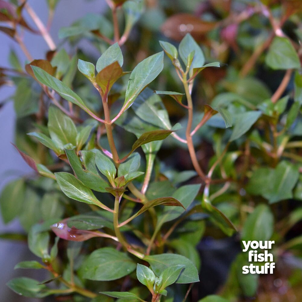 Red Ludwigia (Ludwigia repens)