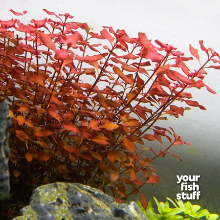 Ludwigia sp. Super Red Mini Live Aquiarium Plant
