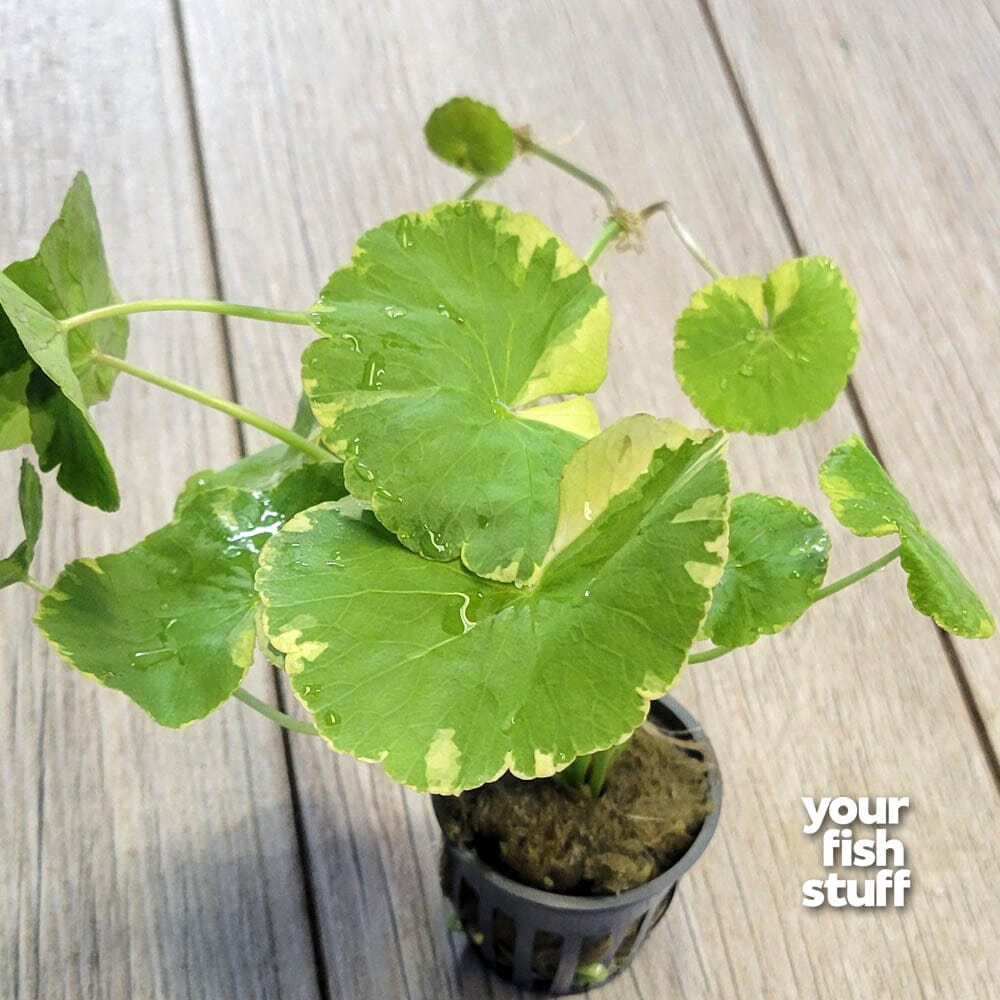 is pennywort indoor plant Variegated Pennywort – Live Floating Aquarium Plant – Your Fish Stuff