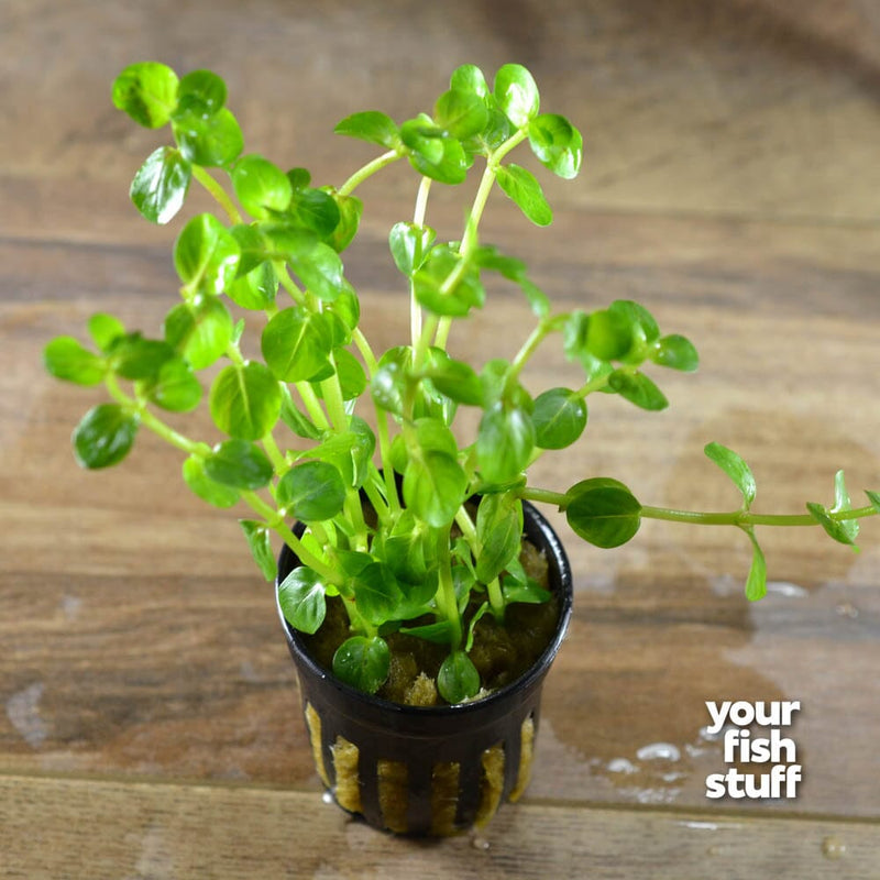 Rotala 'Green'