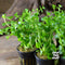 Rotala 'Green'