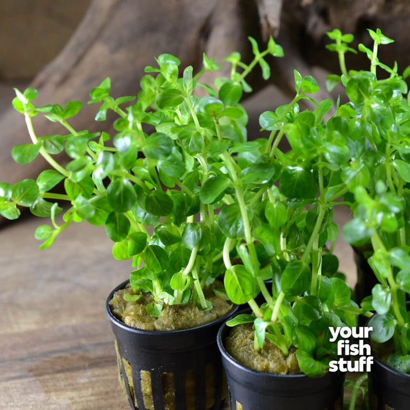 Rotala 'Green'
