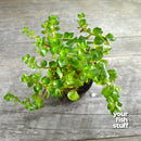 Rotala Orange Juice