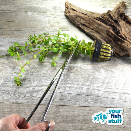 10-inch straight stainless steel aquascaping scissors for aquarium plant trimming