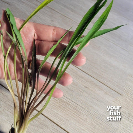 Cryptocoryne spiralis 'Tiger'