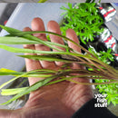 Cryptocoryne spiralis 'Tiger'