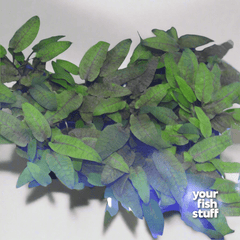 Collection image for: Cryptocoryne