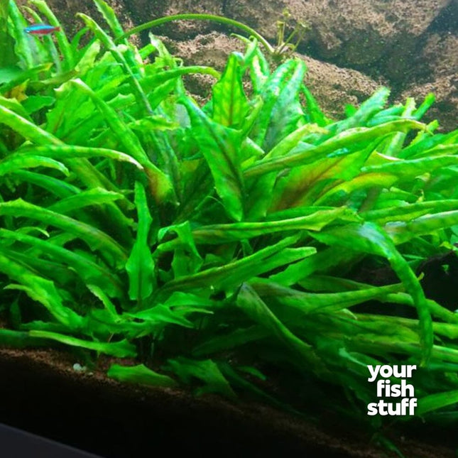 Cryptocoryne Wendtii Green Live Aquarium Plants - Pack Of 5 Pots For Freshwater Tanks
