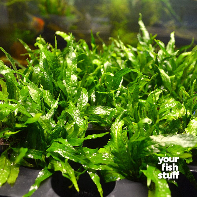 Java Fern Microsorum pteropus – Your Fish Stuff