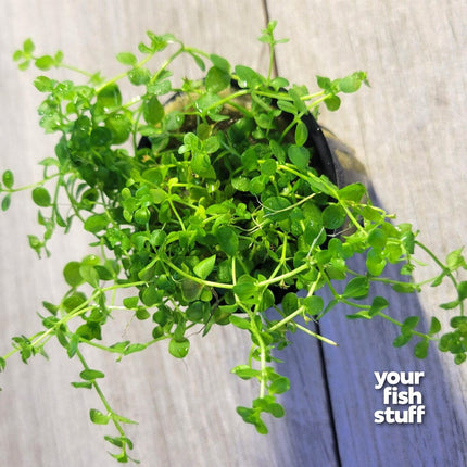 Micranthemum tweediei 'Monte Carlo' Live Aquarium Plant
