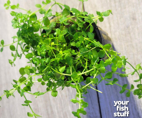 monte carlo aquarium plant seeds Monte Carlo – Micranthemum tweediei Carpet Aquarium Plant – Your Fish Stuff