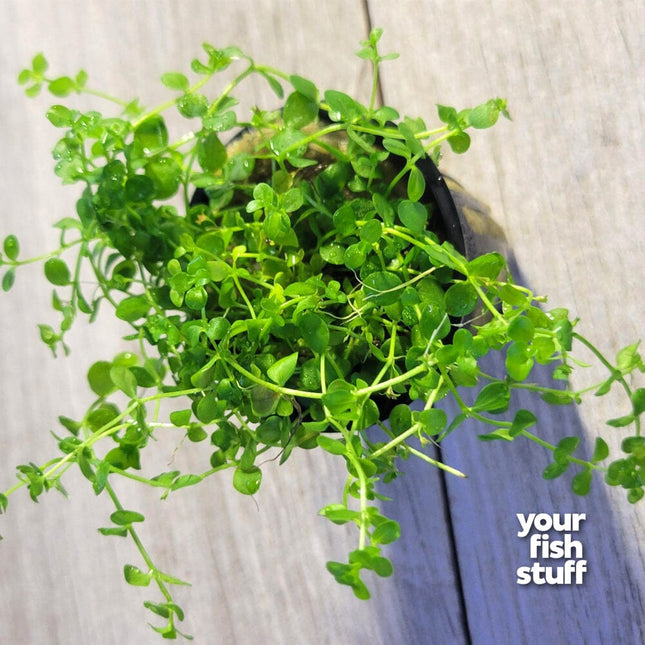 Micranthemum tweediei 'Monte Carlo' Live Aquarium Plant