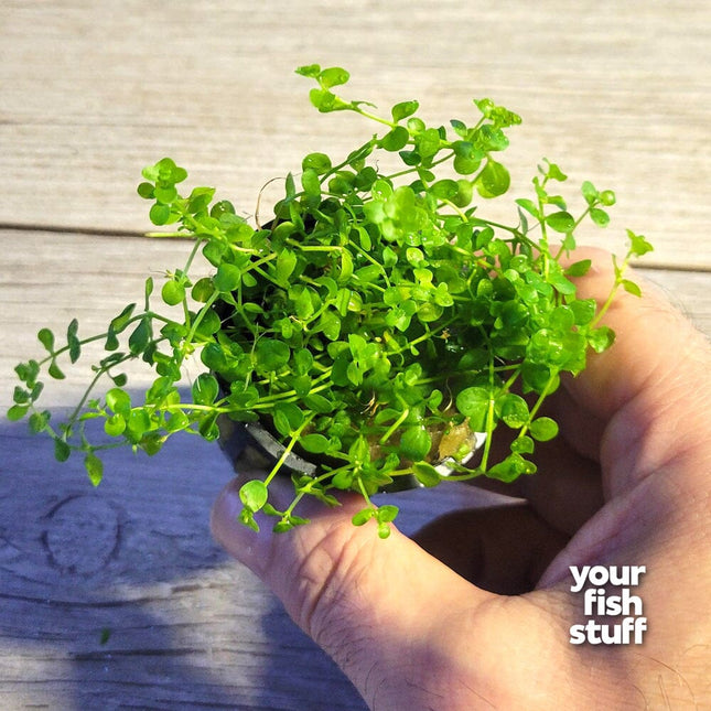 Micranthemum tweediei 'Monte Carlo' Live Aquarium Plant
