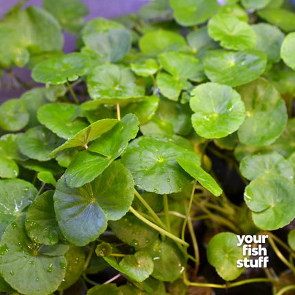 Brazilian Pennywort - Hydrocotyle leucocephala