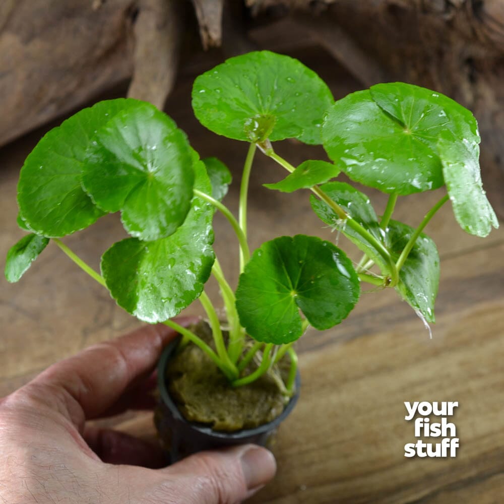 pennywort and chinese money plant Brazilian Pennywort – Hydrocotyle leucocephala Live Aquarium Plant – Your Fish Stuff
